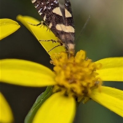 Glyphipterix chrysoplanetis (A Sedge Moth) at Bungonia, NSW - 17 Nov 2024 by Miranda