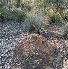 Nasutitermes exitiosus (Snouted termite, Gluegun termite) at Bruce, ACT - 28 May 2024 by DonFletcher