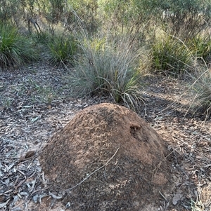 Nasutitermes exitiosus at Bruce, ACT - 28 May 2024