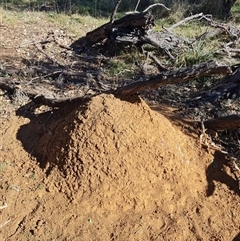 Nasutitermes exitiosus (Snouted termite, Gluegun termite) at Ainslie, ACT - 28 May 2024 by DonFletcher