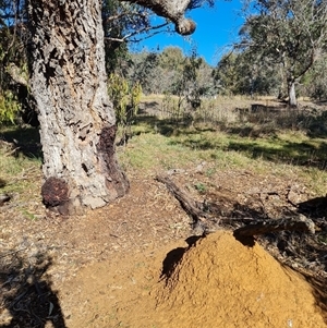 Nasutitermes exitiosus at Ainslie, ACT - 28 May 2024