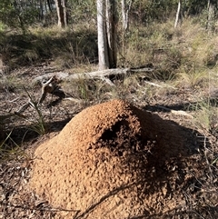 Nasutitermes exitiosus (Snouted termite, Gluegun termite) at Bruce, ACT - 28 May 2024 by DonFletcher