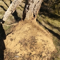 Nasutitermes exitiosus (Snouted termite, Gluegun termite) at Watson, ACT - 28 May 2024 by DonFletcher