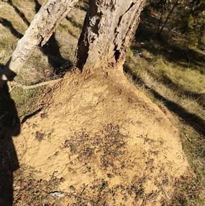 Nasutitermes exitiosus at Watson, ACT - suppressed