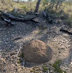 Nasutitermes exitiosus (Snouted termite, Gluegun termite) at Bruce, ACT - 28 May 2024 by DonFletcher