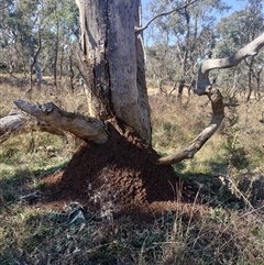 Nasutitermes exitiosus (Snouted termite, Gluegun termite) at Campbell, ACT - 28 May 2024 by DonFletcher