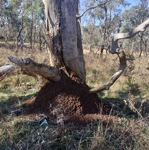 Nasutitermes exitiosus at Campbell, ACT - suppressed