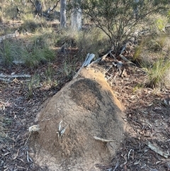 Nasutitermes exitiosus (Snouted termite, Gluegun termite) at Bruce, ACT - 28 May 2024 by DonFletcher