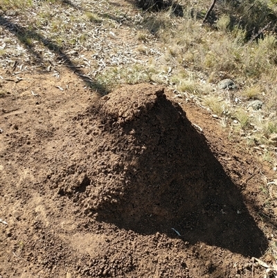 Nasutitermes exitiosus (Snouted termite, Gluegun termite) at Watson, ACT - 28 May 2024 by DonFletcher