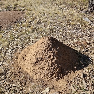 Nasutitermes exitiosus (Snouted termite, Gluegun termite) at Hackett, ACT - 28 May 2024 by DonFletcher