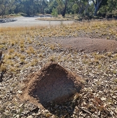 Nasutitermes exitiosus at Hackett, ACT - suppressed