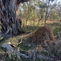 Nasutitermes exitiosus (Snouted termite, Gluegun termite) at Majura, ACT - 28 May 2024 by DonFletcher