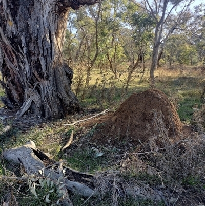 Nasutitermes exitiosus (Snouted termite, Gluegun termite) at Majura, ACT - 28 May 2024 by DonFletcher