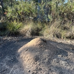 Nasutitermes exitiosus (Snouted termite, Gluegun termite) at Bruce, ACT - 28 May 2024 by DonFletcher