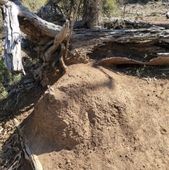 Nasutitermes exitiosus (Snouted termite, Gluegun termite) at Watson, ACT - 28 May 2024 by DonFletcher