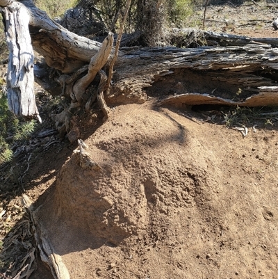 Nasutitermes exitiosus (Snouted termite, Gluegun termite) at Watson, ACT - 28 May 2024 by DonFletcher