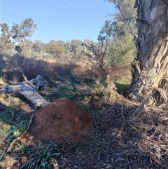 Nasutitermes exitiosus (Snouted termite, Gluegun termite) at Campbell, ACT - 28 May 2024 by DonFletcher