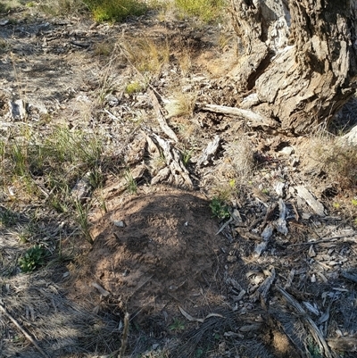 Nasutitermes exitiosus (Snouted termite, Gluegun termite) at Watson, ACT - 28 May 2024 by DonFletcher