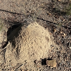 Nasutitermes exitiosus (Snouted termite, Gluegun termite) at Aranda, ACT - 28 May 2024 by DonFletcher