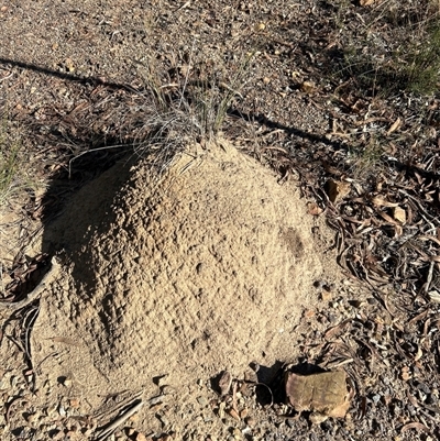 Nasutitermes exitiosus (Snouted termite, Gluegun termite) at Aranda, ACT - 28 May 2024 by DonFletcher