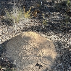 Nasutitermes exitiosus (Snouted termite, Gluegun termite) at Aranda, ACT - 28 May 2024 by DonFletcher