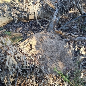 Nasutitermes exitiosus at Hackett, ACT - 28 May 2024