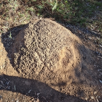 Nasutitermes exitiosus (Snouted termite, Gluegun termite) at Hackett, ACT - 28 May 2024 by DonFletcher