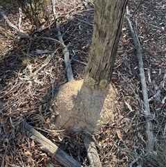 Nasutitermes exitiosus (Snouted termite, Gluegun termite) at Aranda, ACT - 28 May 2024 by DonFletcher