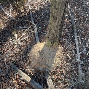 Nasutitermes exitiosus at Aranda, ACT - 28 May 2024