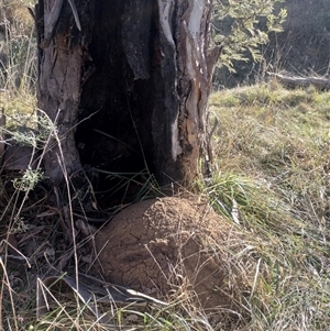 Nasutitermes exitiosus at Campbell, ACT - 28 May 2024