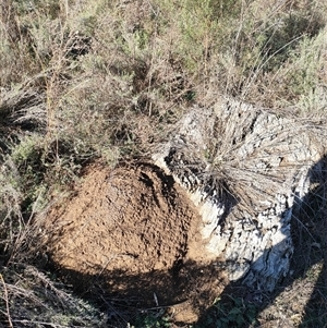 Nasutitermes exitiosus at Watson, ACT - suppressed