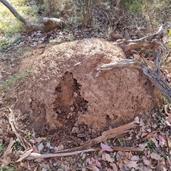 Nasutitermes exitiosus (Snouted termite, Gluegun termite) at Hackett, ACT - 28 May 2024 by DonFletcher