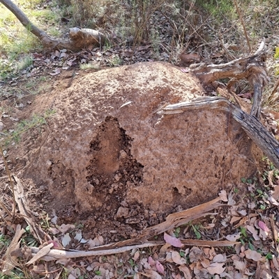 Nasutitermes exitiosus (Snouted termite, Gluegun termite) at Hackett, ACT - 28 May 2024 by DonFletcher