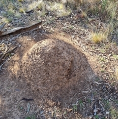 Nasutitermes exitiosus (Snouted termite, Gluegun termite) at Hackett, ACT - 28 May 2024 by DonFletcher