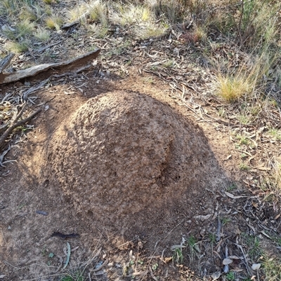 Nasutitermes exitiosus (Snouted termite, Gluegun termite) at Hackett, ACT - 28 May 2024 by DonFletcher