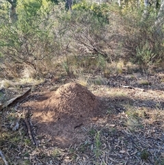 Nasutitermes exitiosus at Hackett, ACT - suppressed