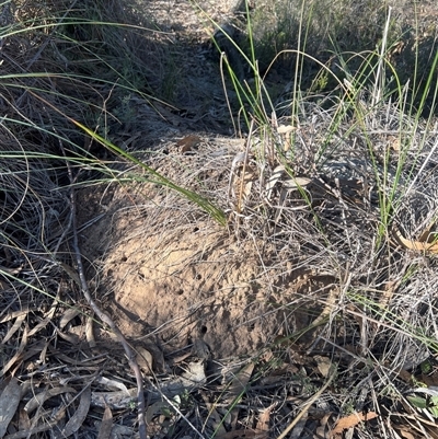 Nasutitermes exitiosus (Snouted termite, Gluegun termite) at Aranda, ACT - 28 May 2024 by DonFletcher