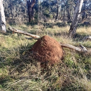 Nasutitermes exitiosus at Campbell, ACT - 28 May 2024