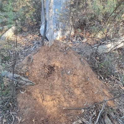 Nasutitermes exitiosus (Snouted termite, Gluegun termite) at Hackett, ACT - 28 May 2024 by DonFletcher