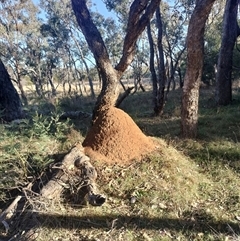 Nasutitermes exitiosus (Snouted termite, Gluegun termite) at Campbell, ACT - 28 May 2024 by DonFletcher