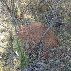 Nasutitermes exitiosus at Watson, ACT - suppressed