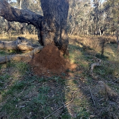 Nasutitermes exitiosus (Snouted termite, Gluegun termite) at Campbell, ACT - 28 May 2024 by DonFletcher