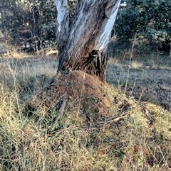 Nasutitermes exitiosus (Snouted termite, Gluegun termite) at Pialligo, ACT - 28 May 2024 by DonFletcher