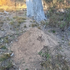 Nasutitermes exitiosus (Snouted termite, Gluegun termite) at Hackett, ACT - 28 May 2024 by DonFletcher