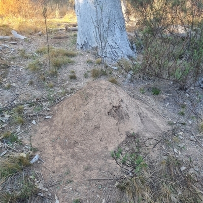 Nasutitermes exitiosus (Snouted termite, Gluegun termite) at Hackett, ACT - 28 May 2024 by DonFletcher