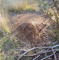 Nasutitermes exitiosus (Snouted termite, Gluegun termite) at Hackett, ACT - 28 May 2024 by DonFletcher