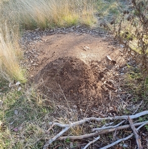 Nasutitermes exitiosus at Hackett, ACT - 29 May 2024