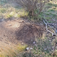 Nasutitermes exitiosus at Hackett, ACT - 29 May 2024