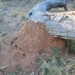 Nasutitermes exitiosus (Snouted termite, Gluegun termite) at Hackett, ACT - 29 May 2024 by DonFletcher