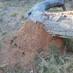 Nasutitermes exitiosus (Snouted termite, Gluegun termite) at Hackett, ACT - 28 May 2024 by DonFletcher